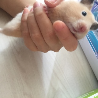 ゴールデンカラーハムスターの里親募集します