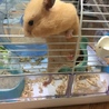 ゴールデンカラーハムスターの里親募集します サムネイル3