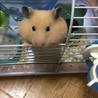 ゴールデンカラーハムスターの里親募集します サムネイル4