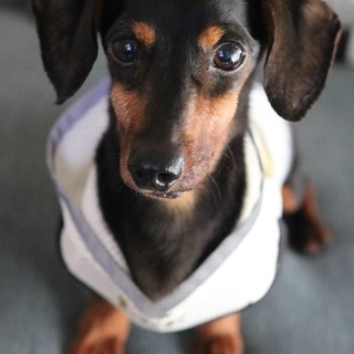 ミニチュアダックスのウィッシュ君里親募集中！