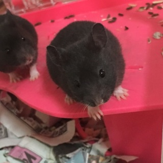 ゴルハム.クロクマハムスター