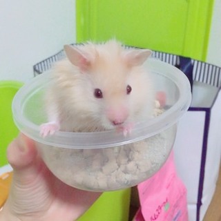 ゴールデンハムスター2匹