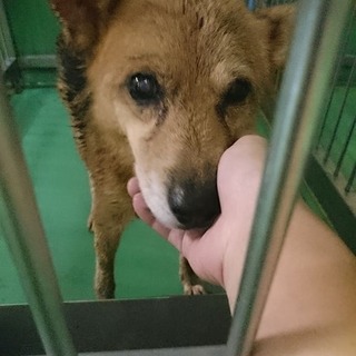 【感謝】里親様へ繋がります！「のの」になります！