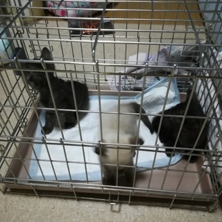 元気いっぱいの子猫ちゃん（シャムちゃんのみ）