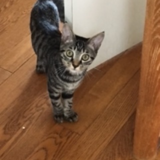 活発元気女子「クルミ」ちゃん