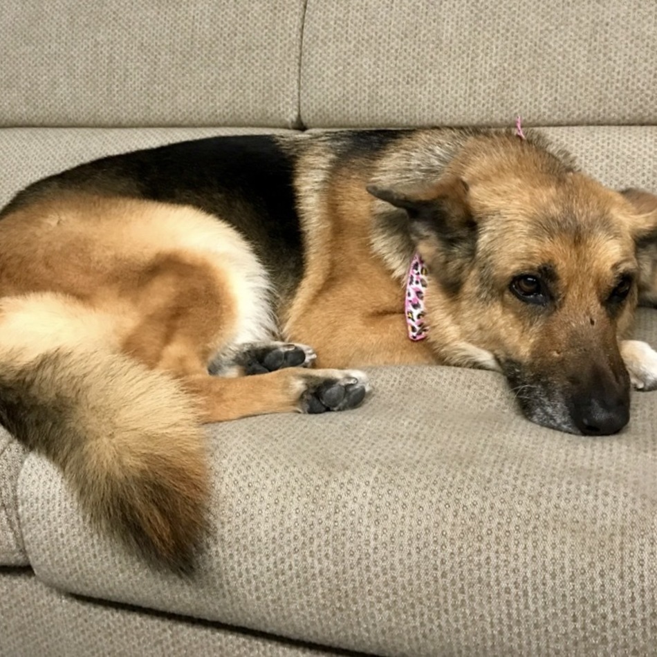 ポリのカバー写真