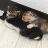 ニーコ888 さん