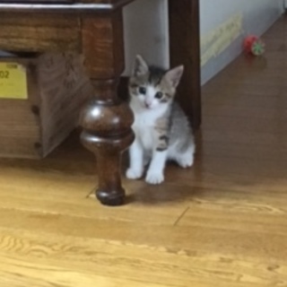 ちびっ子「のん」ちゃん