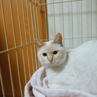 ちょっとビビリな青い目のイケメンのチャビ君です。