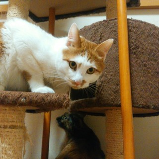 人が大好きなスリスリぼくちゃん！