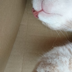 「箱入りにゃんこ」サムネイル2