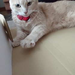 「箱入りにゃんこ」サムネイル3