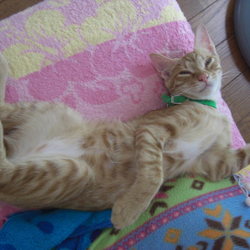 「手術ビフォーアフター。」サムネイル2