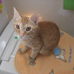 「手術ビフォーアフター。」サムネイル3