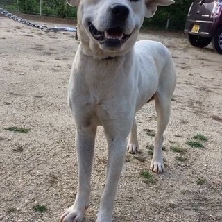 MIXの男の子 おとなしく賢い子です。