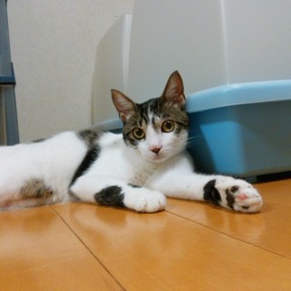 まんまる目のイケメンだけどビビリ君