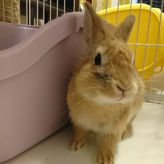 おっとりのネザーランドの♂です。