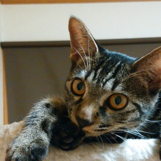 ツンデレ時々スリスリお嬢様