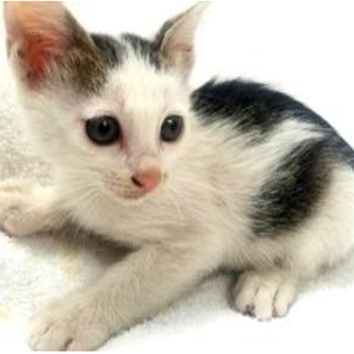 お目目クリクリ3兄弟☆