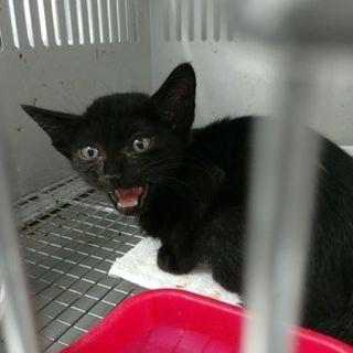 里親決定！！家族ができました(*´▽｀*)