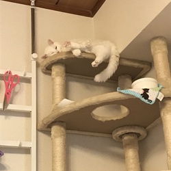 穏やかに寝ております（但しお触り禁止は継続中）