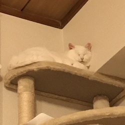 「穏やかに寝ております（但しお触り禁止は継続中）」サムネイル2