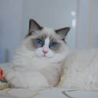 ムート