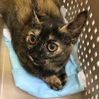 遊びが好きな甘えん坊☆美人猫のソフィーちゃん5か月