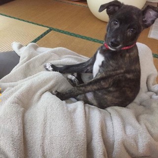 琉球犬MIX？宮古島出身の女の子♡