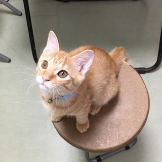 甘えん坊茶トラくんを家族にして下さい♫