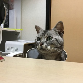 人懐こいアメショ♂くんの里親さん募集中です！