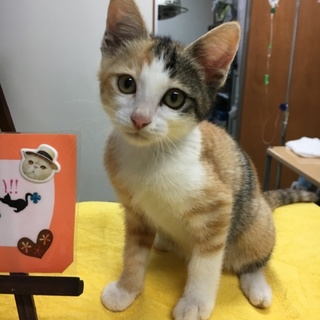 ラブリーな三毛ちゃんがお家を探しています♡