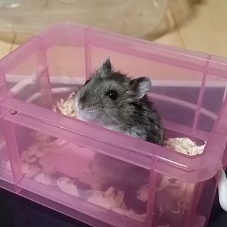 ジャンガリアン。オス。