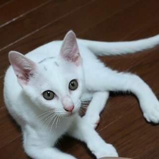 やんちゃで元気ななつめ君、家族募集中