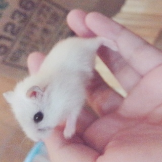 子ハム２匹の里親さん募集します