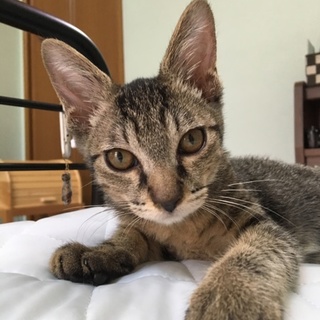 一緒に寝るのが大好きなレノンくん！