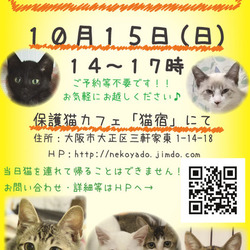 にゃんこ譲渡会