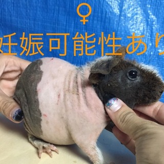 スキニーギニアピッグの4人家族