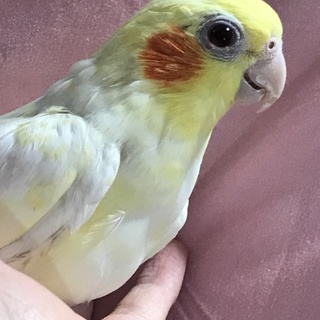 手乗りオカメインコの里親様募集