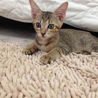 可愛い可愛い、双子のような2匹です。