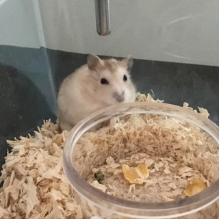 食べて寝ることが大好きなのんびりハムちゃん