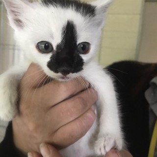 急募！子猫オス2匹