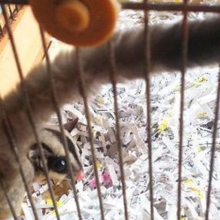 フクロモモンガ