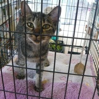 ハンディがちょっとある甘えん坊です