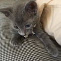 ｸﾞﾚｰの人懐こい子猫（♂）
