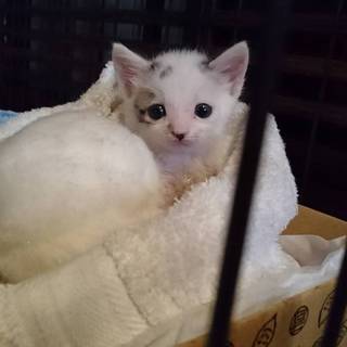 可愛い最後1ヶ月子猫ちゃん