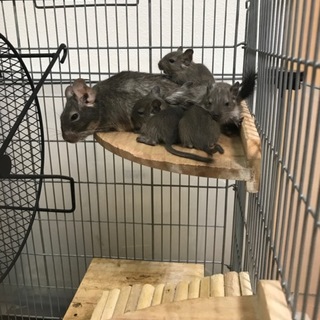8/13生まれデグーの赤ちゃん４匹募集です！