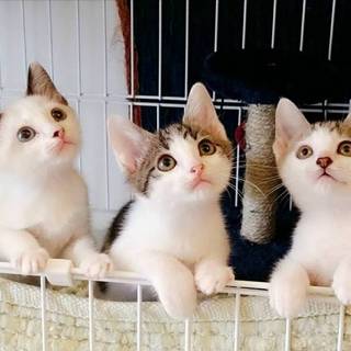 1.5ヶ月の小さな可愛い仲良し3匹