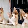 1.5ヶ月の小さな可愛い仲良し3匹 サムネイル2