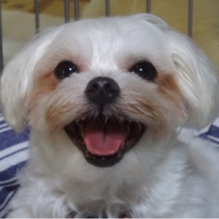 ちょっと人見知りのハニーくん